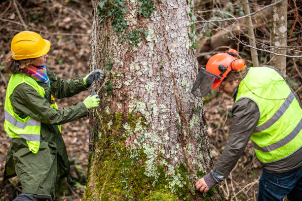 How Our Tree Care Process Works  in  Crosby, TX