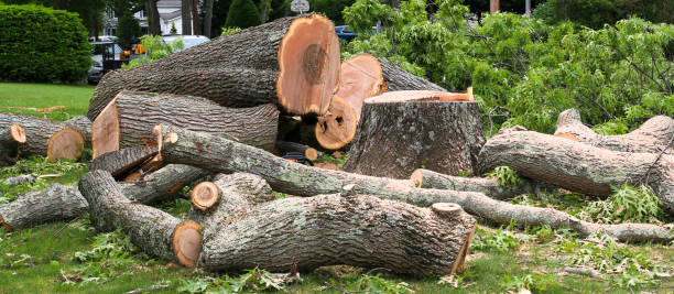 Best Tree Risk Assessment  in Crosby, TX